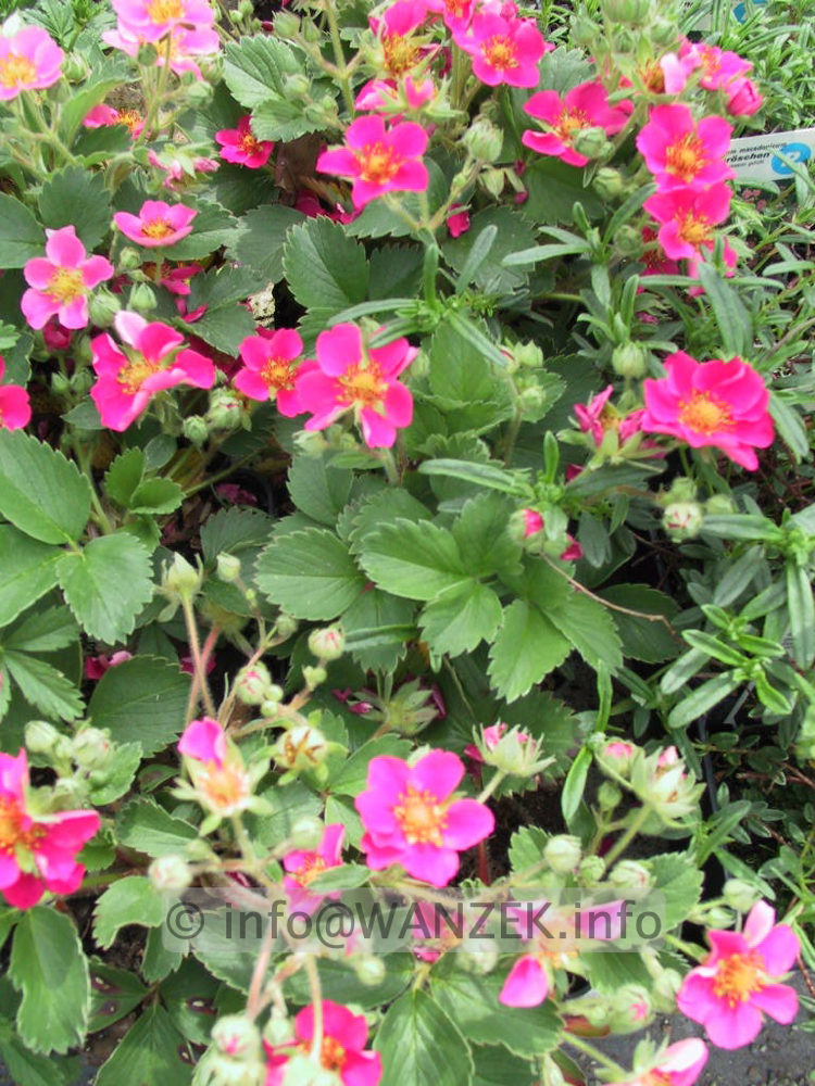 Fragaria vesca Lipstick 01.jpg